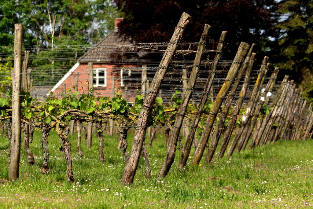 Achterhoekse wijnbouwers
