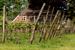 Achterhoekse wijnbouwers