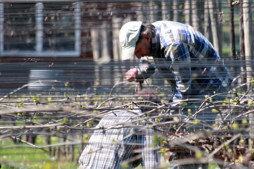 Wijnprovincie Gelderland