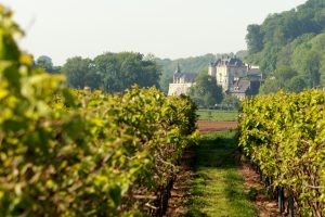 Nederlandse wijnboeren 2020