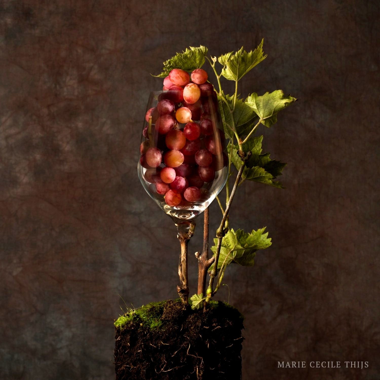 Terroir nederlandse wijn