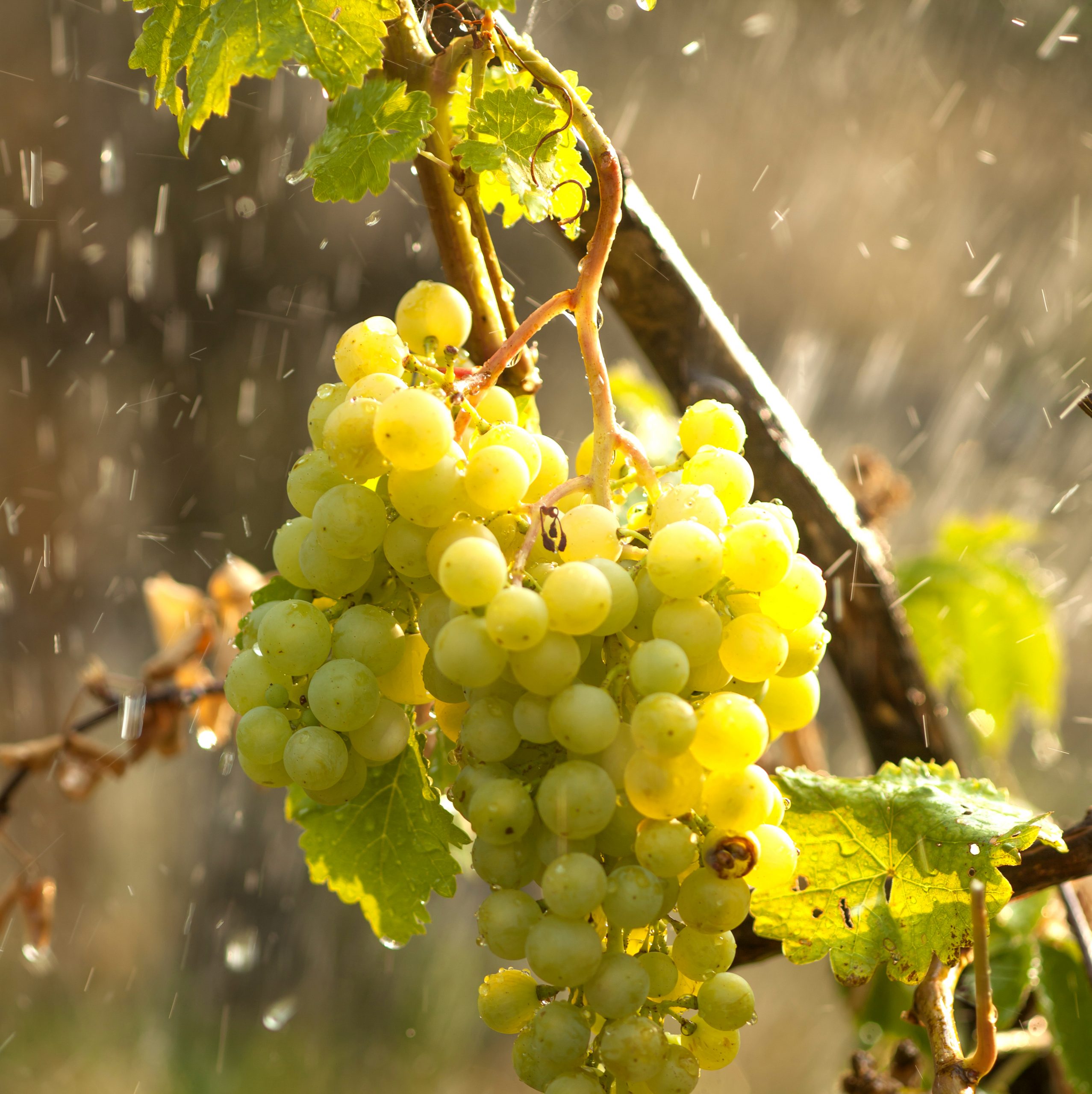 terroir nederlandse wijn