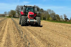 Nederlandse wijngaarden