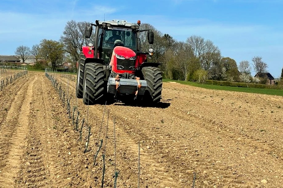 Nederlandse wijngaarden