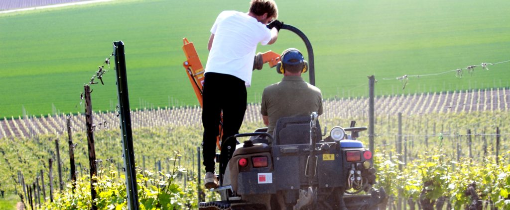 Limburgse wijn Limburg nederlandse wijn dutch wine