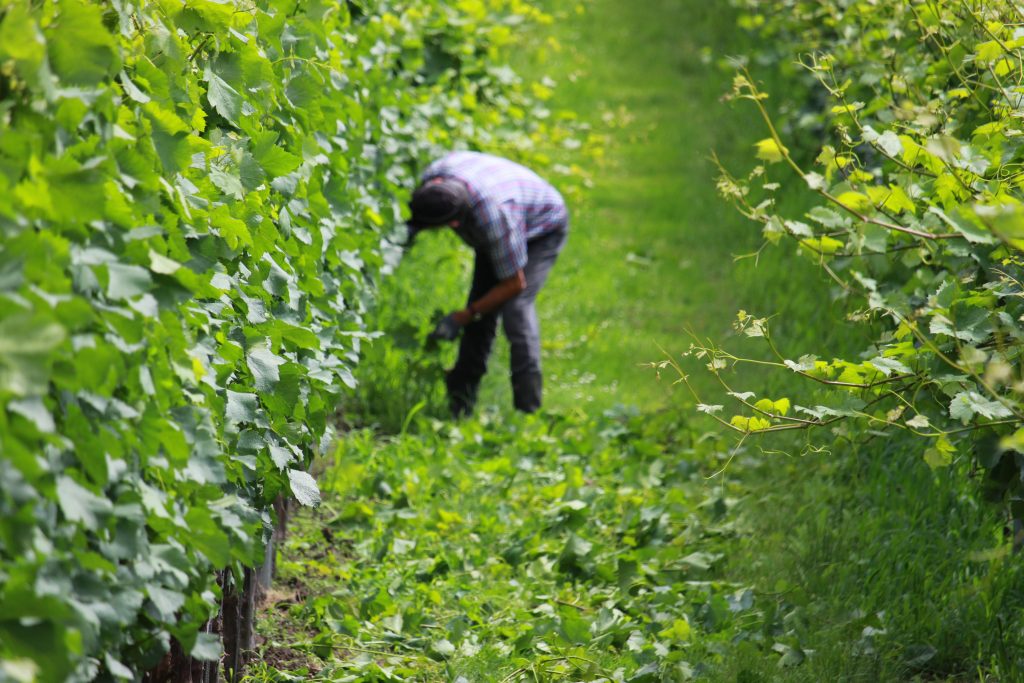 Ontbladeren wijngaard