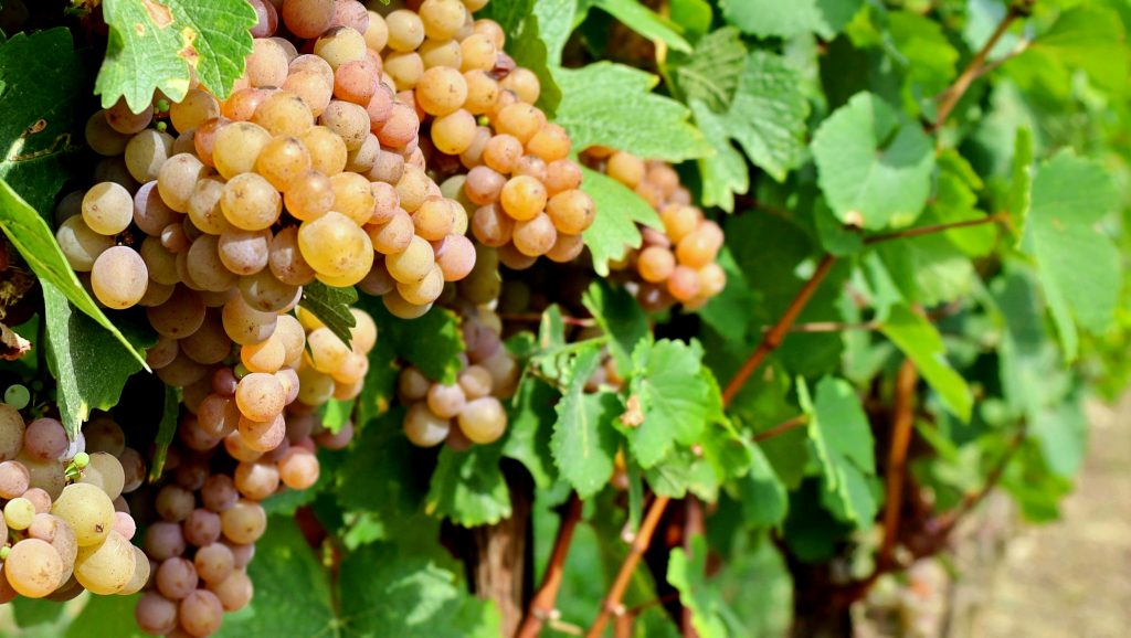 Pinot gris