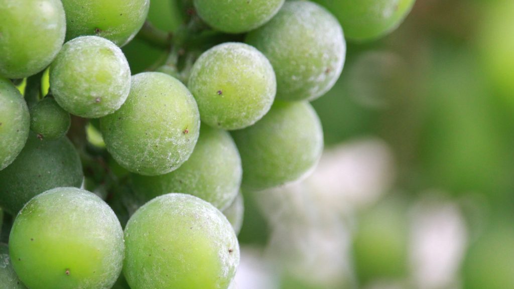 Aanhoudende droogte schimmel