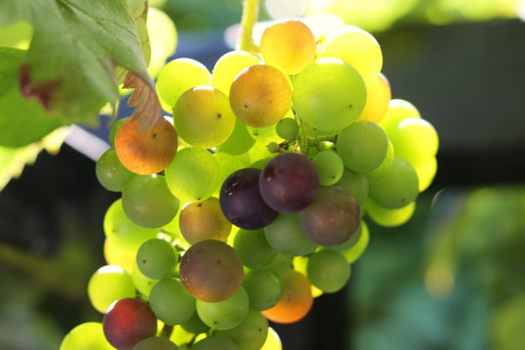 Wijnjaar 2022 Nederland