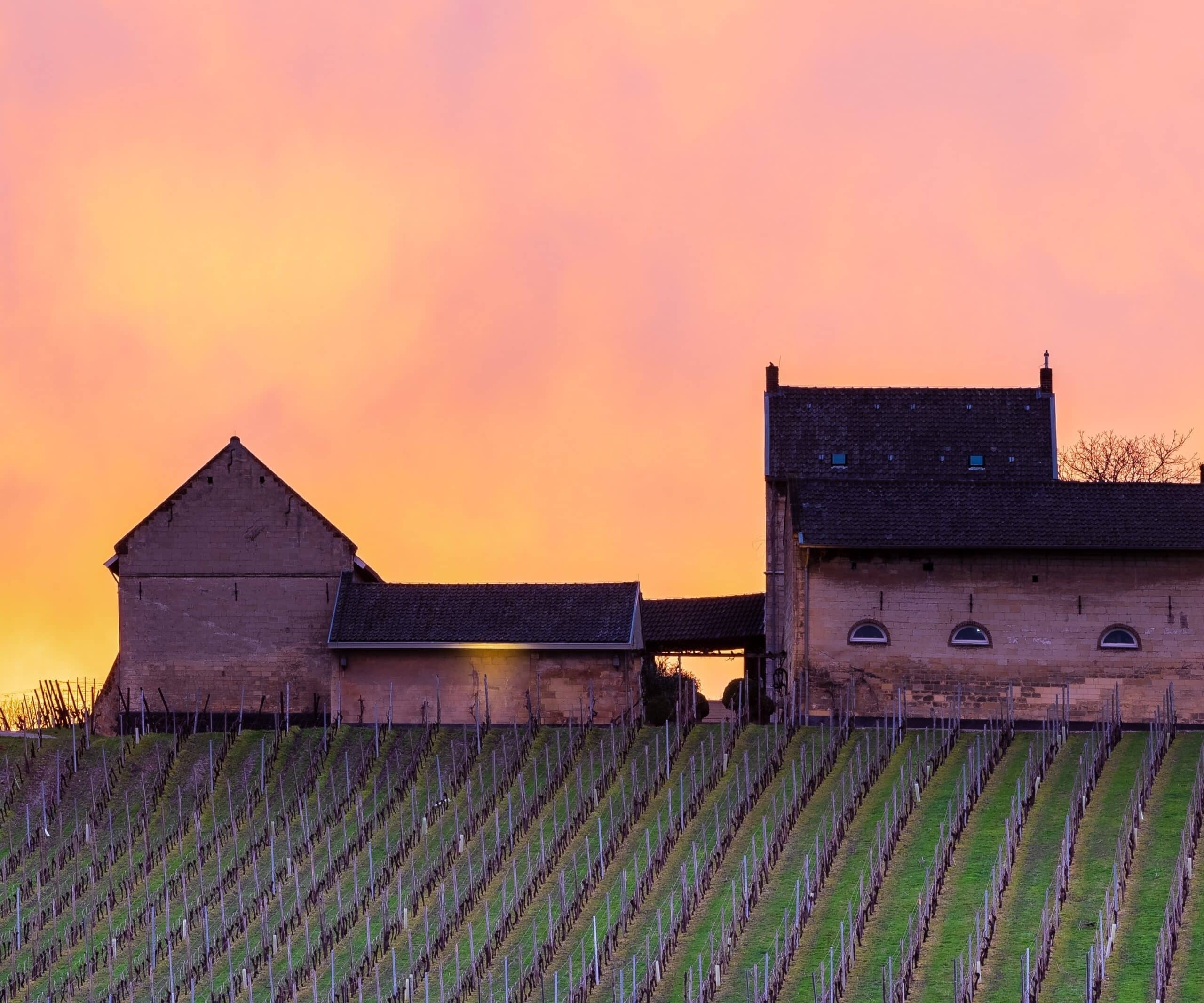Nederlandse wijn Apostelhoeve