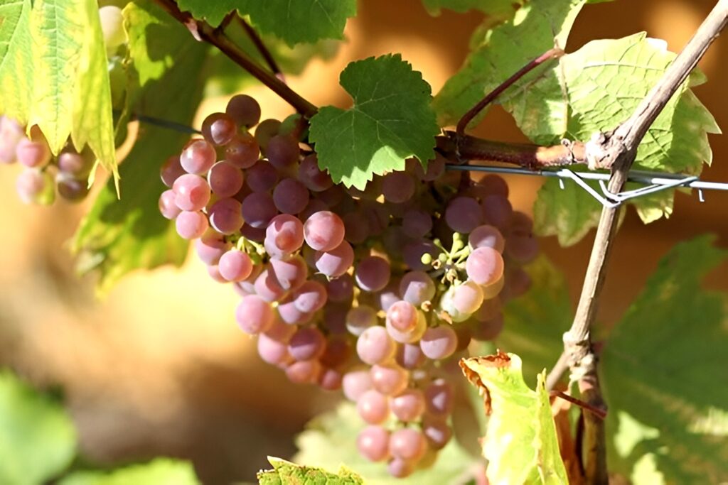 Druivenras wit sauvignac