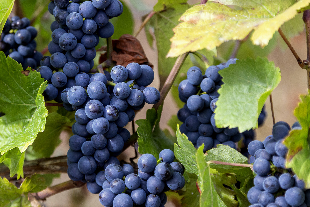 Frühburgunder druivenras