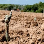 Groei Nederlandse wijnbouw