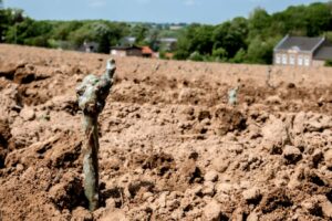 Groei Nederlandse wijnbouw