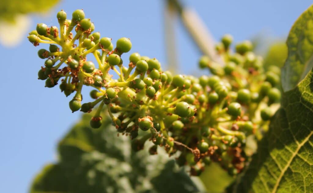 Nouaison vruchtzetting