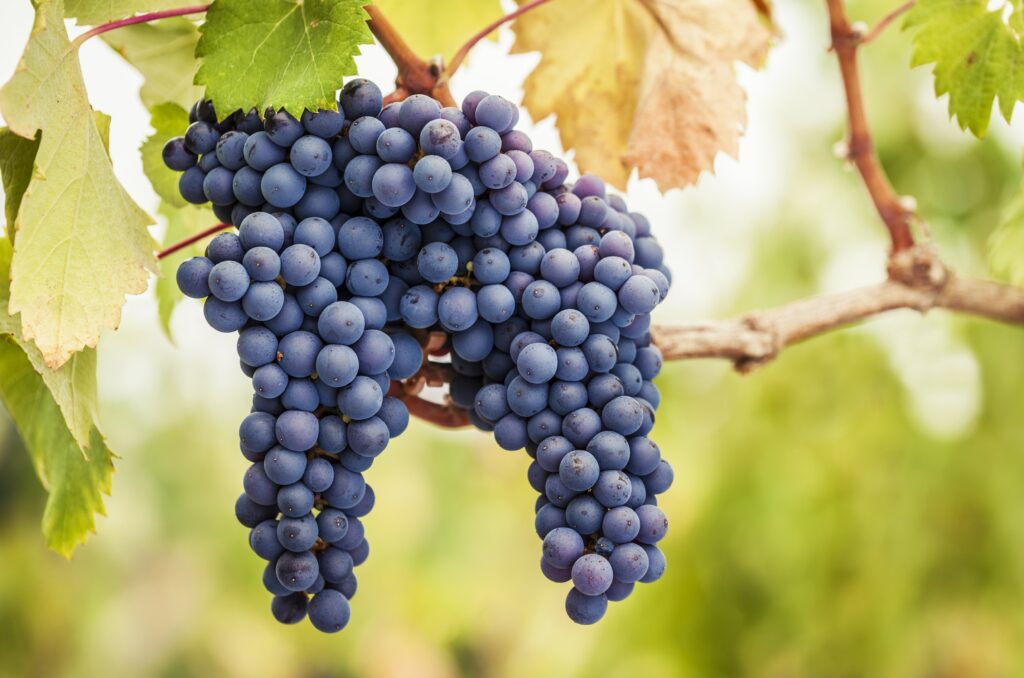 Pinot noir druivenras