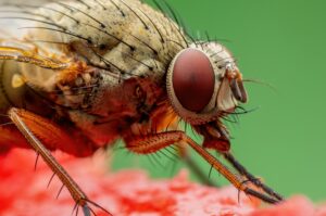 suzukivlieg teistert wijngaarden
