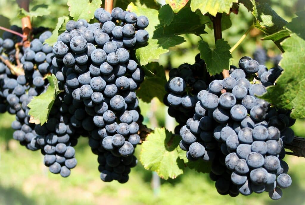 Cabernet noir druivenras