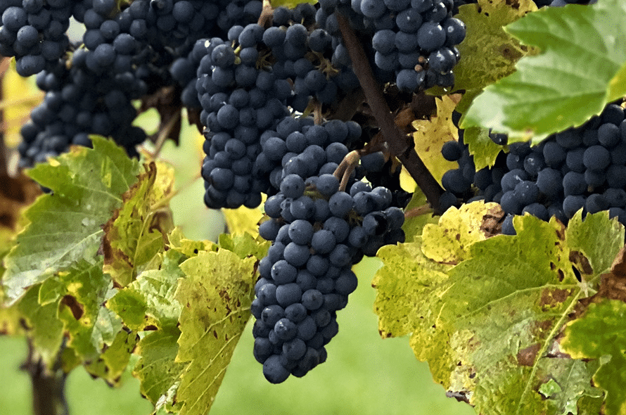 Druivenras cabernet cantor