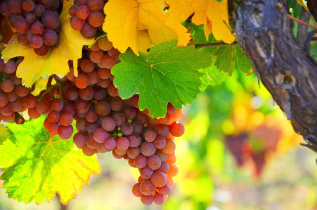 Druivenras gewürztraminer