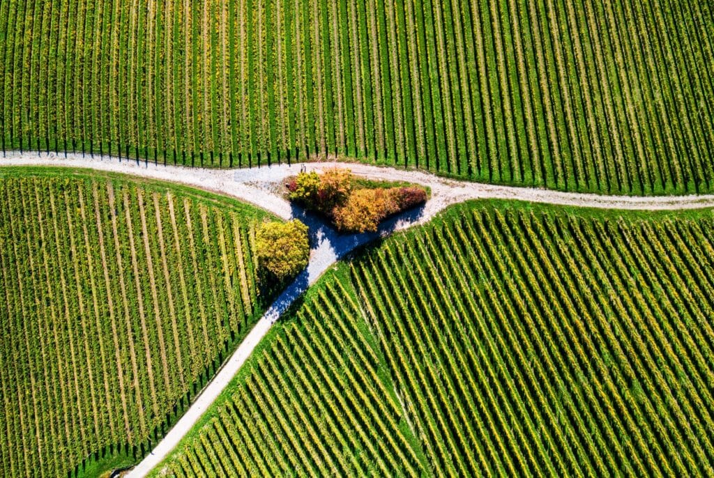 veel meer wijnproducenten