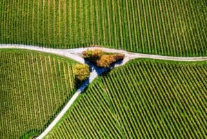 veel meer wijnproducenten