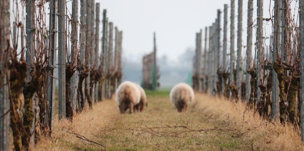 Wintersnoei zachte snoei