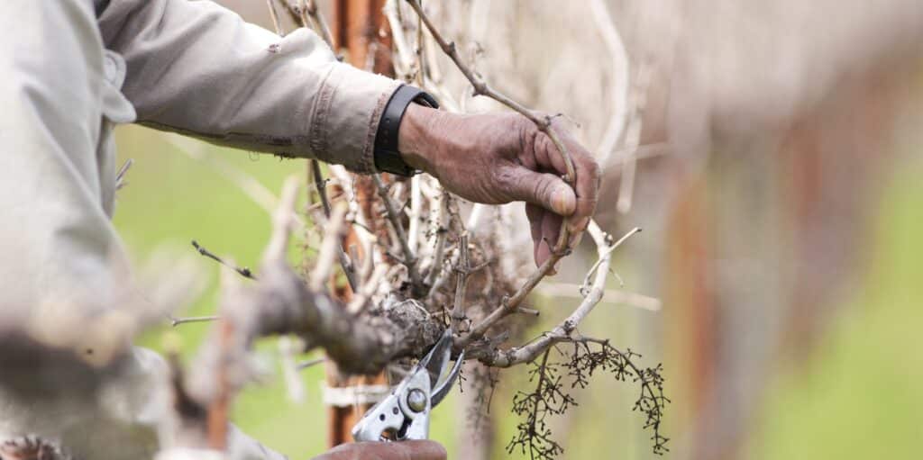 Wintersnoei zachte snoei