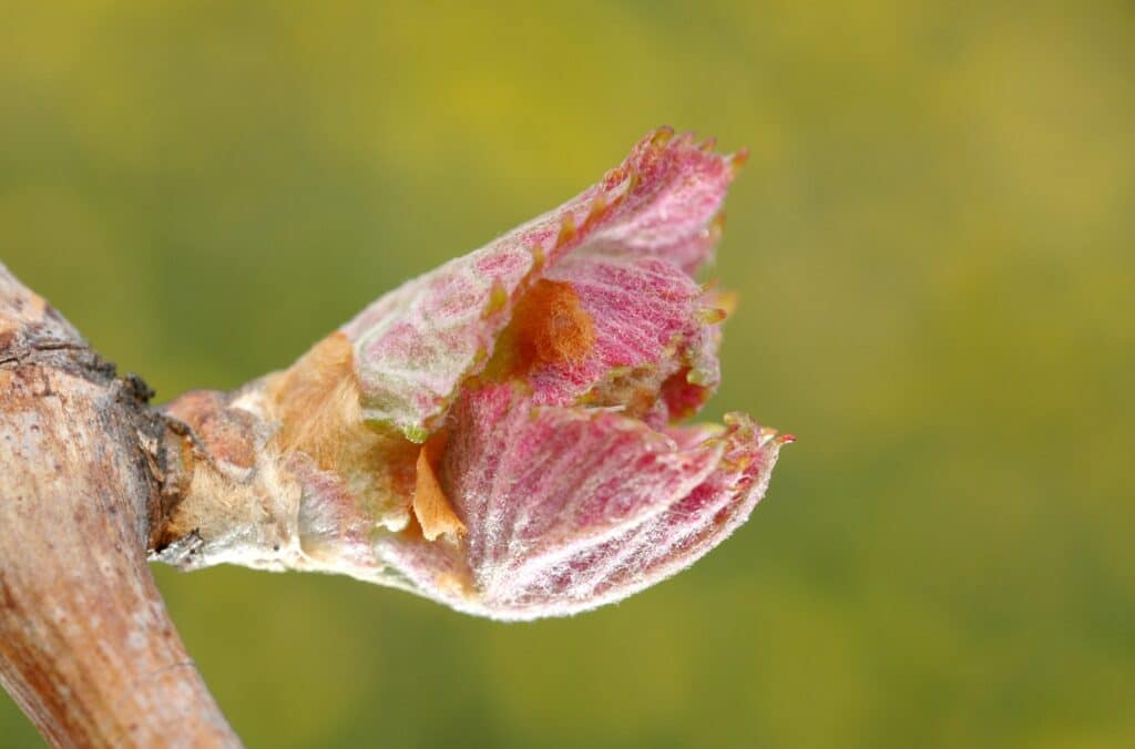 Vorstschade nachtvorst wijngaarden
