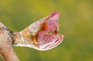 Vorstschade nachtvorst wijngaarden