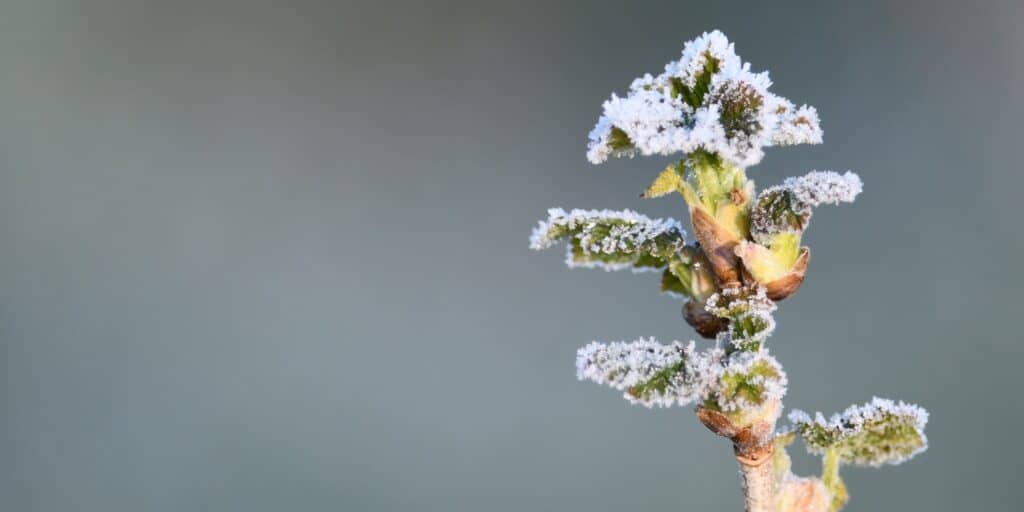 Vorstschade nachtvorst wijngaarden