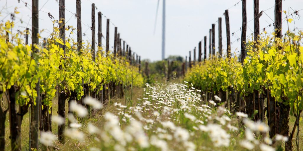 Diederik Beker wijnmaker