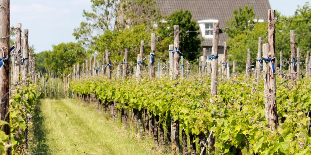 Diederik Beker wijnmaker