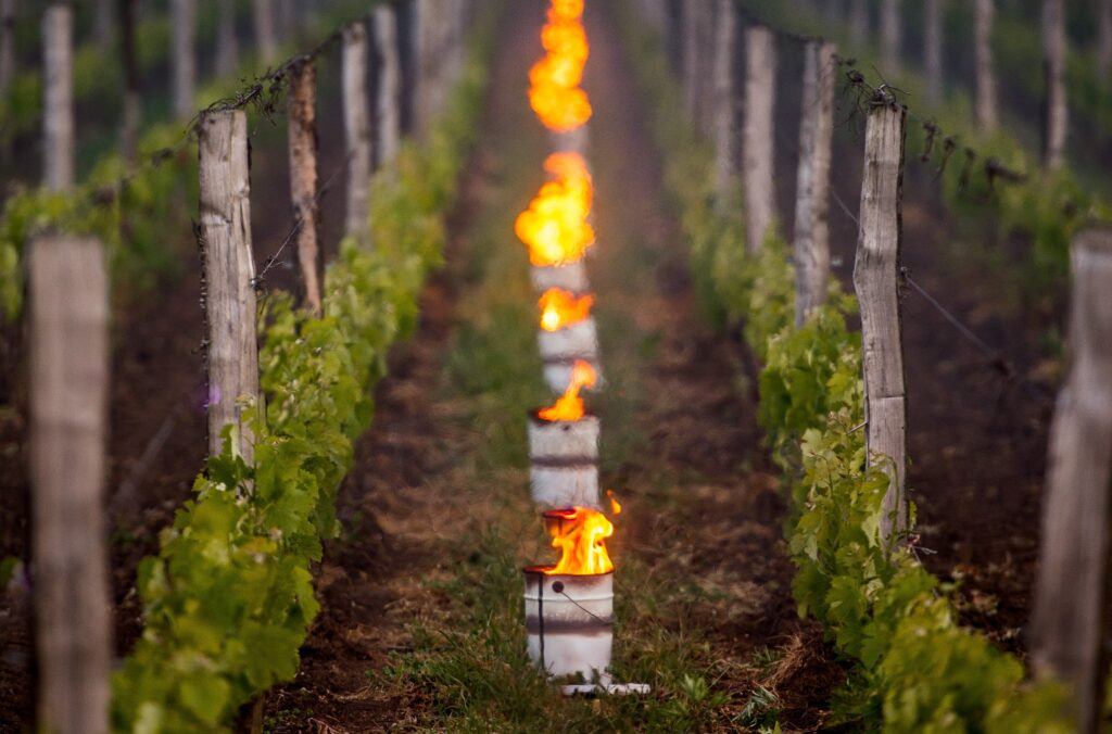 Nachtvorst nieuwe kansen