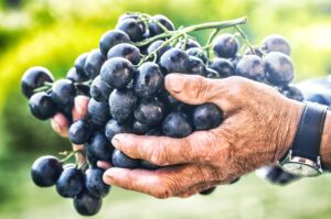 Wijnvraag blauwe druiven