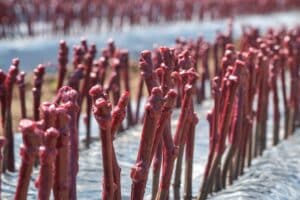 Pl;antvermeerderaar bruno suter