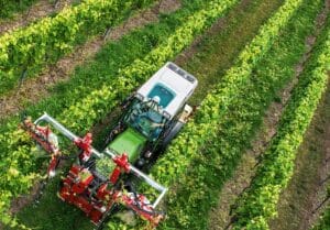 Ontbladeren wijngaard