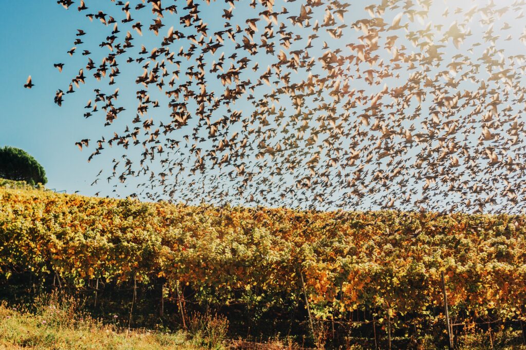 Veraison druiven vogels