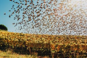 Veraison druiven vogels
