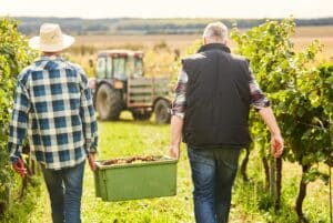 Druivenoogst 2024 wijn