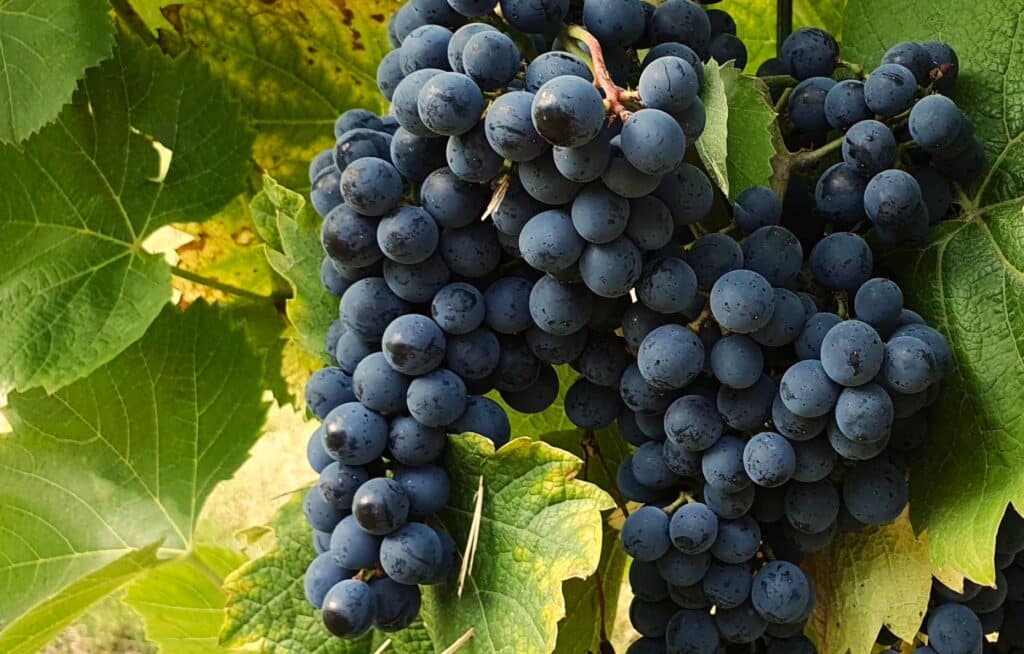 Cabernet cortis druivenras