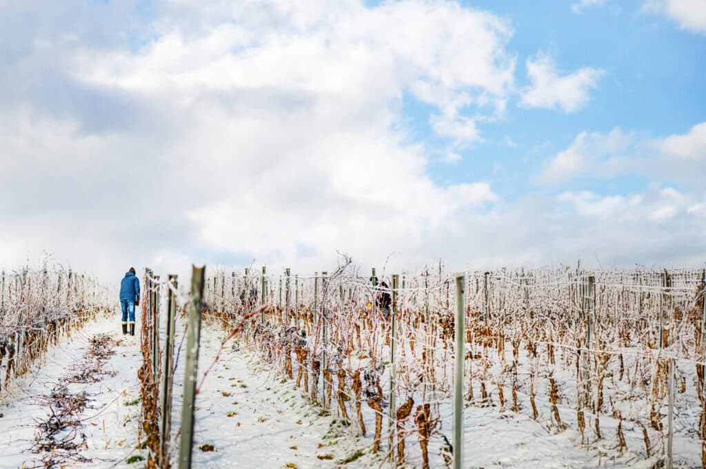 Wintersnoei zachte snoei