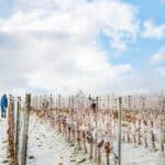 Wintersnoei zachte snoei