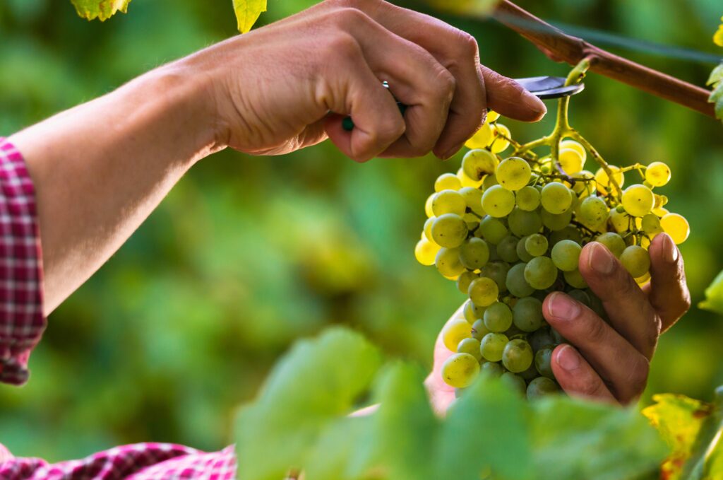 Nederlandse wijnproductie 2024