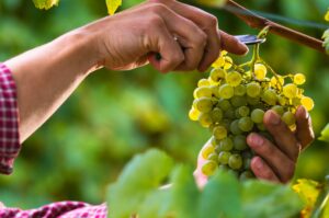 Nederlandse wijnproductie 2024