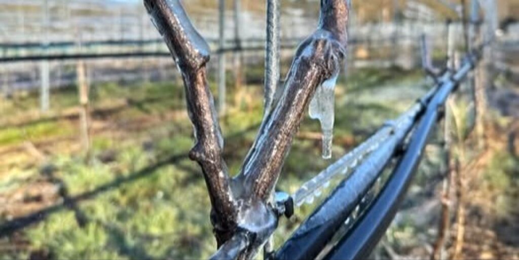 Wijnmakers anti-vorstsysteem