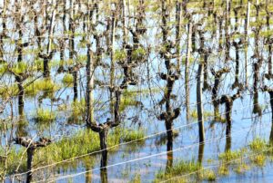 Natuurinclusieve wijnbouw column