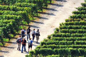 Wijnwandeling Zuid-Limburg
