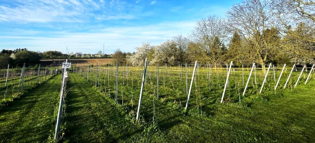 Wijndomein Riesenberg