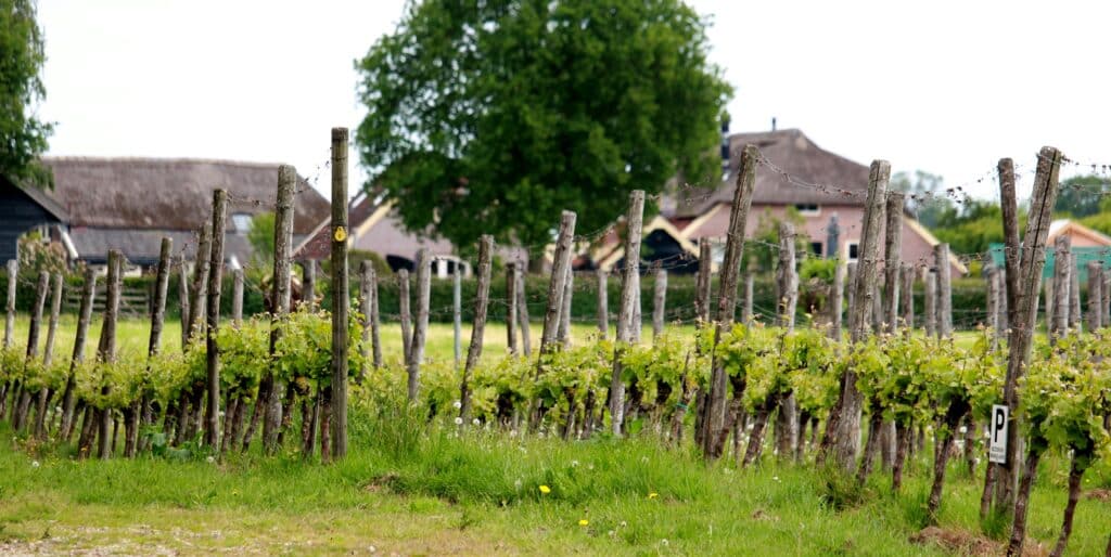 Opleiding Nederlandse Wijn